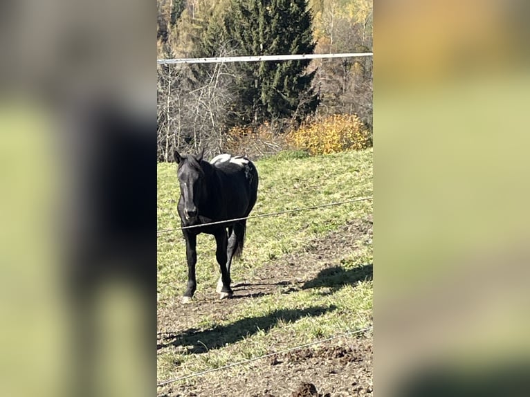 Noriker Étalon 2 Ans Léopard in Kammersberg