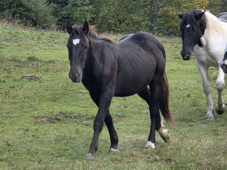 Noriker Étalon 2 Ans Noir in Krakaudorf