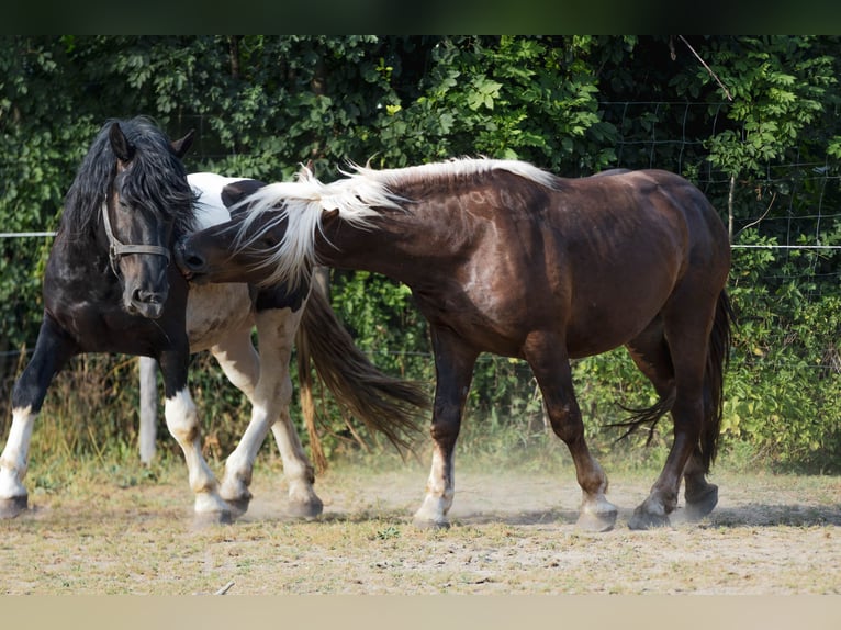 Noriker Étalon 3 Ans 160 cm Pinto in Stallhofen