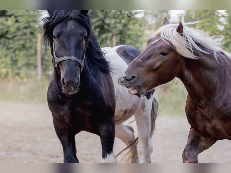 Noriker Étalon 3 Ans 160 cm Pinto in Stallhofen