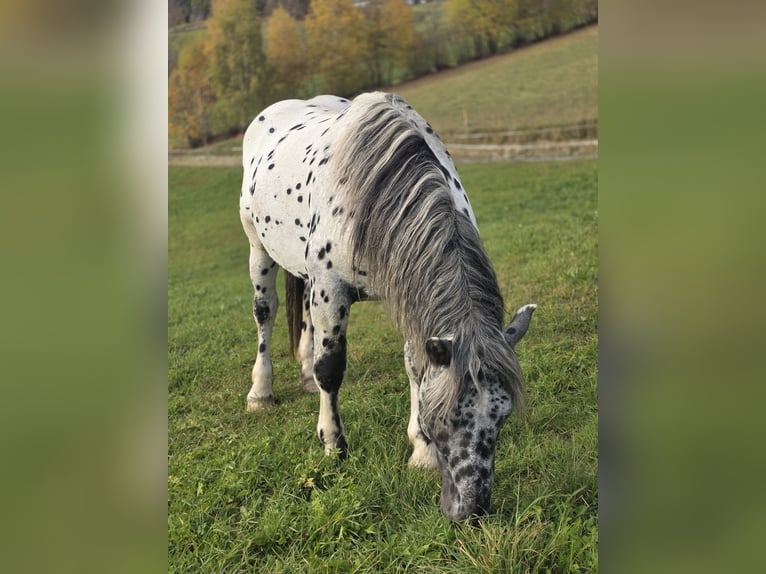 Noriker Étalon 3 Ans 164 cm Léopard in Krakaudorf