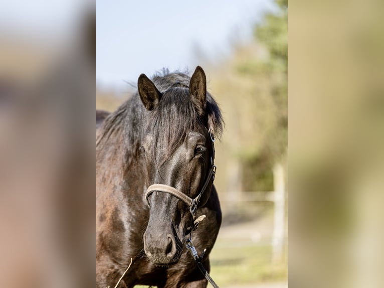 Noriker Étalon 3 Ans 167 cm Bai brun in Kraiburg am Inn