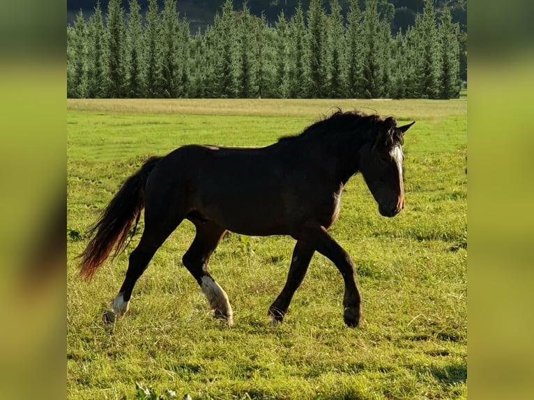 Noriker Étalon 3 Ans 170 cm Bai brun foncé in Cham