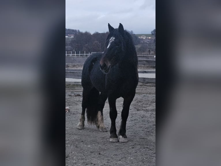 Noriker Étalon 3 Ans 170 cm Bai brun foncé in Cham