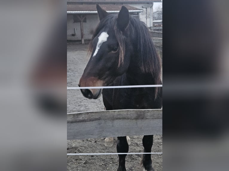 Noriker Étalon 3 Ans 170 cm Bai brun foncé in Cham