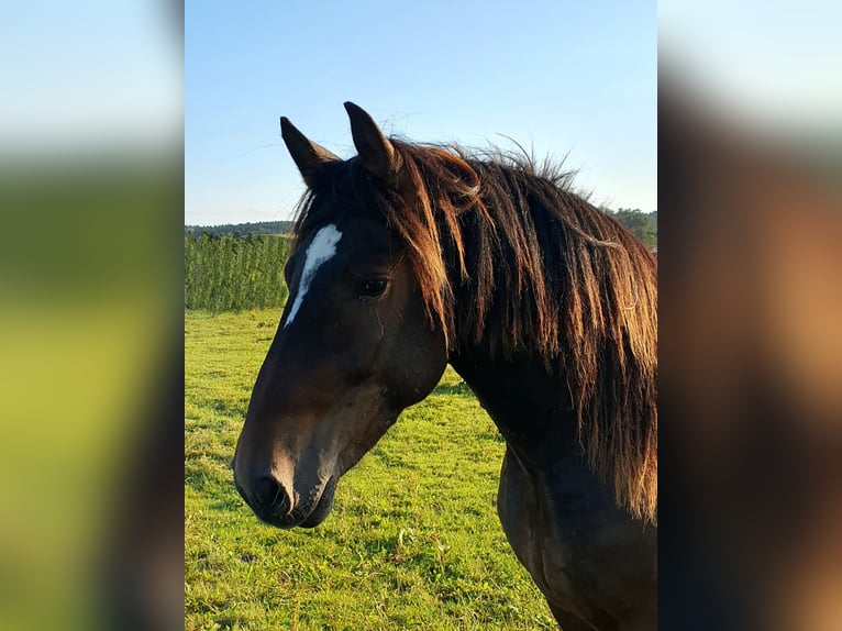 Noriker Étalon 3 Ans 170 cm Bai brun foncé in Cham