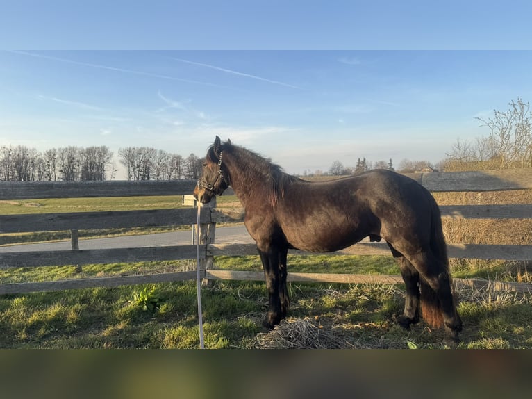 Noriker Étalon 4 Ans 165 cm Bai brun in Schwerin