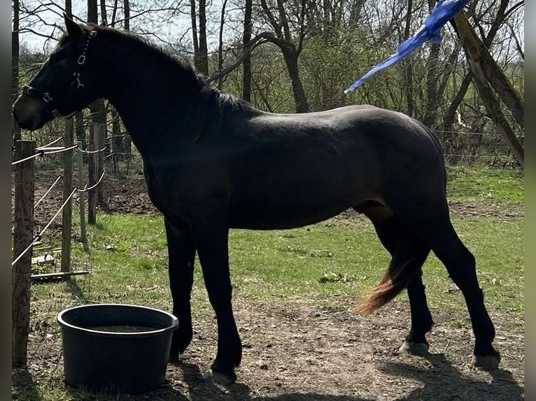 Noriker Étalon 4 Ans 165 cm Bai brun in Schwerin
