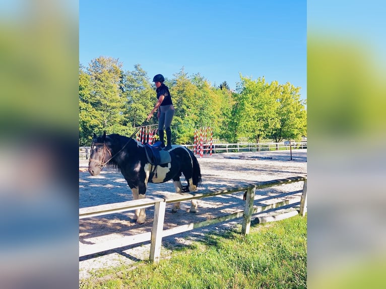 Noriker Étalon 4 Ans 165 cm Pinto in VorderschlagenAmpflwang