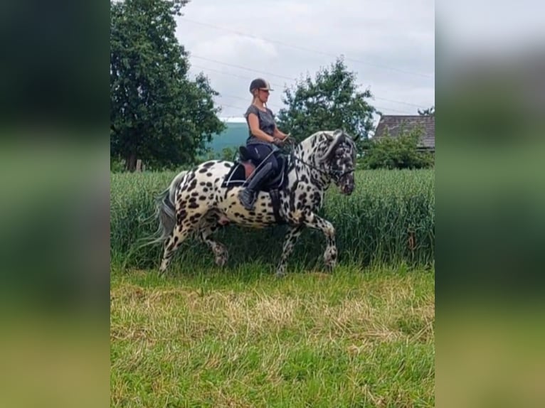 Noriker Étalon 5 Ans 162 cm Léopard in Wiesen