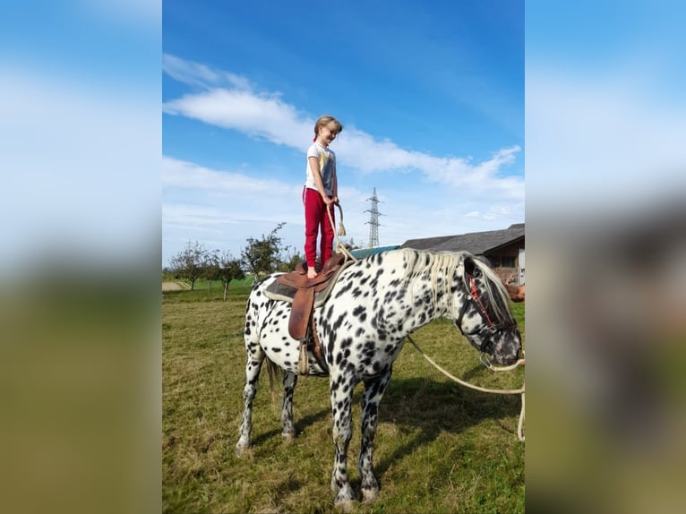 Noriker Étalon 5 Ans 162 cm Léopard in Wiesen