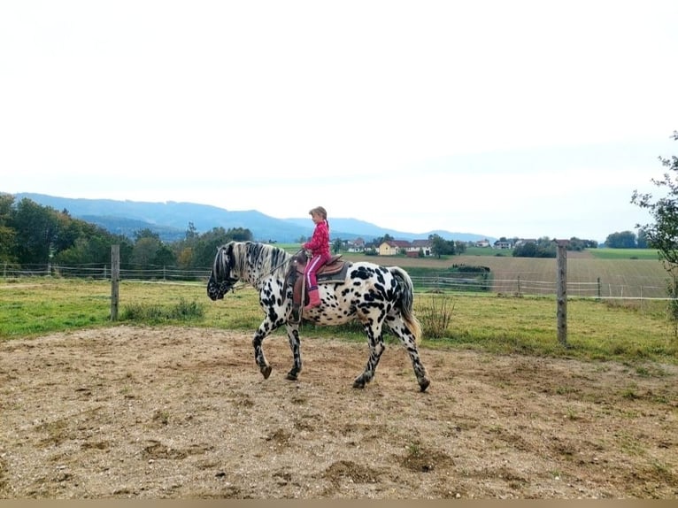 Noriker Étalon 5 Ans 163 cm Léopard in Wiesen