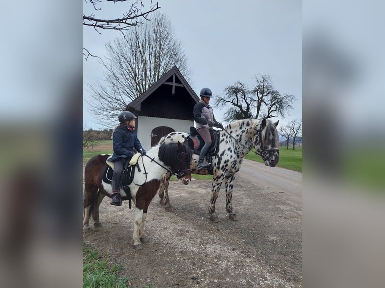 Noriker Étalon 5 Ans 163 cm Léopard in Wiesen