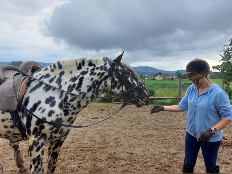 Noriker Étalon 5 Ans 163 cm Léopard in Wiesen