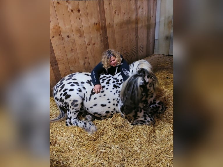 Noriker Étalon 5 Ans 163 cm Léopard in Wiesen