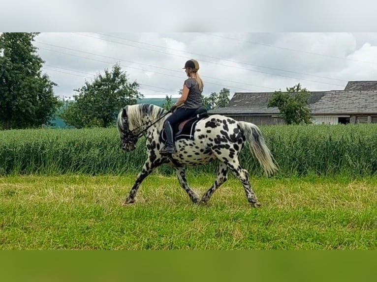 Noriker Étalon 5 Ans 163 cm Léopard in Wiesen