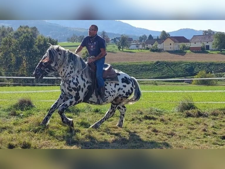 Noriker Étalon 5 Ans 163 cm Léopard in Wiesen