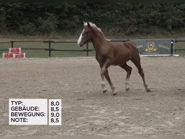 Noriker Étalon Poulain (03/2025) 165 cm Alezan brûlé in N&#xF6;hagen