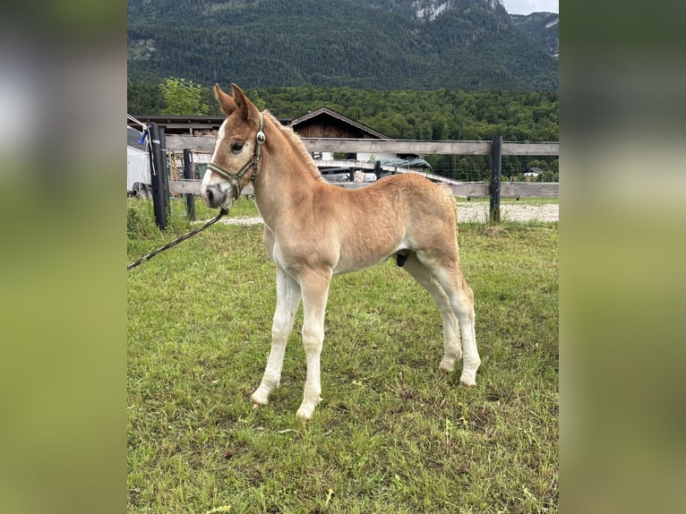 Noriker Étalon Poulain (01/2026) Alezan in AhornBad Ischl
