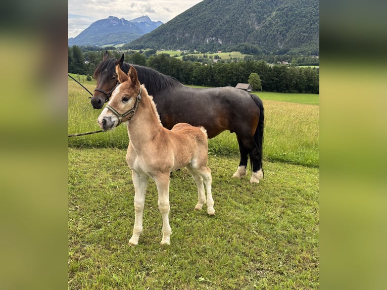 Noriker Étalon Poulain (01/2026) Alezan in AhornBad Ischl