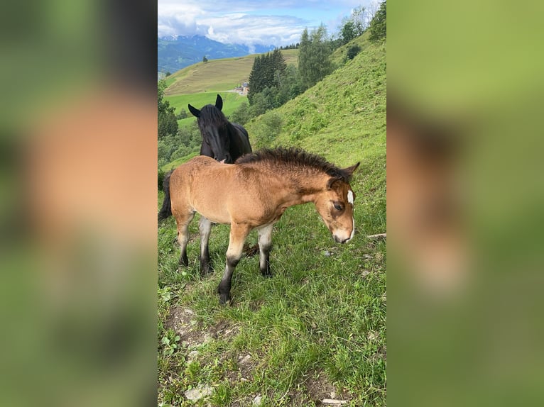 Noriker Étalon Poulain (04/2024) Bai brun in Taxenbach