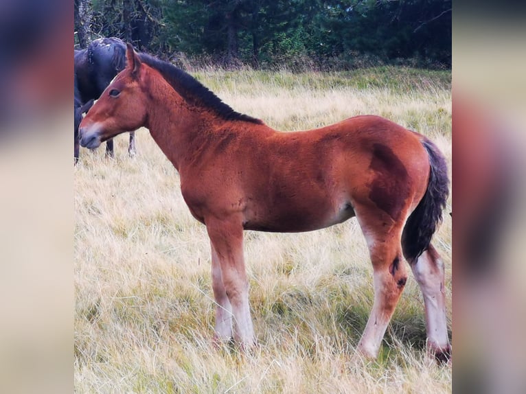 Noriker Étalon Poulain (05/2024) Bai in Krakaudorf