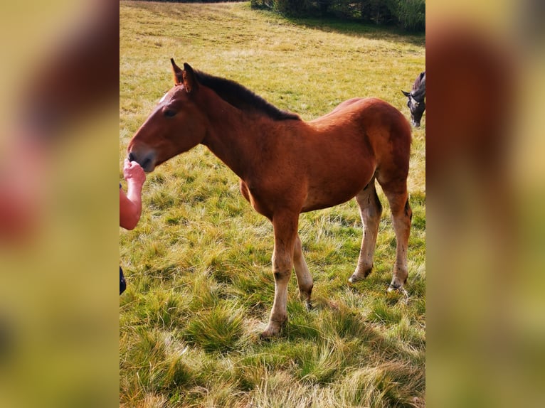 Noriker Étalon Poulain (05/2024) Bai in Krakaudorf