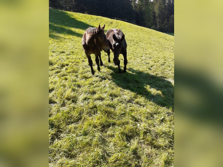 Noriker Étalon Poulain (03/2024) Bai in Oberwang