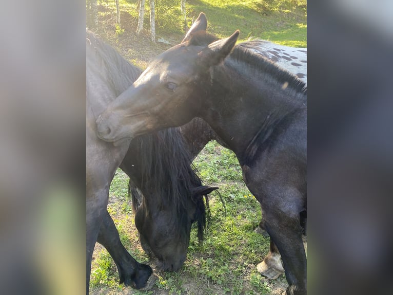 Noriker Étalon Poulain (03/2026)  in Wegberg