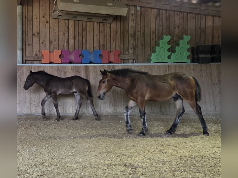 Noriker Étalon Poulain (01/2026)  in Klettgau