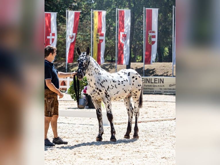Noriker Étalon Poulain (03/2026) Léopard in Losenstein