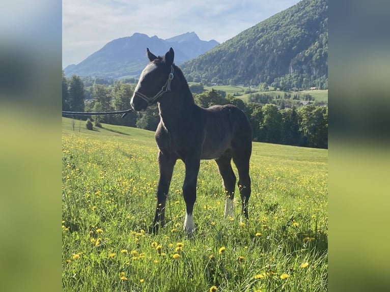 Noriker Étalon Poulain (01/2026) Noir in AhornBad Ischl