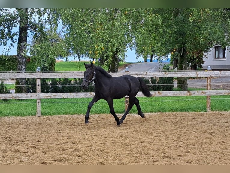 Noriker Étalon Poulain (05/2024) Noir in Pettenbach