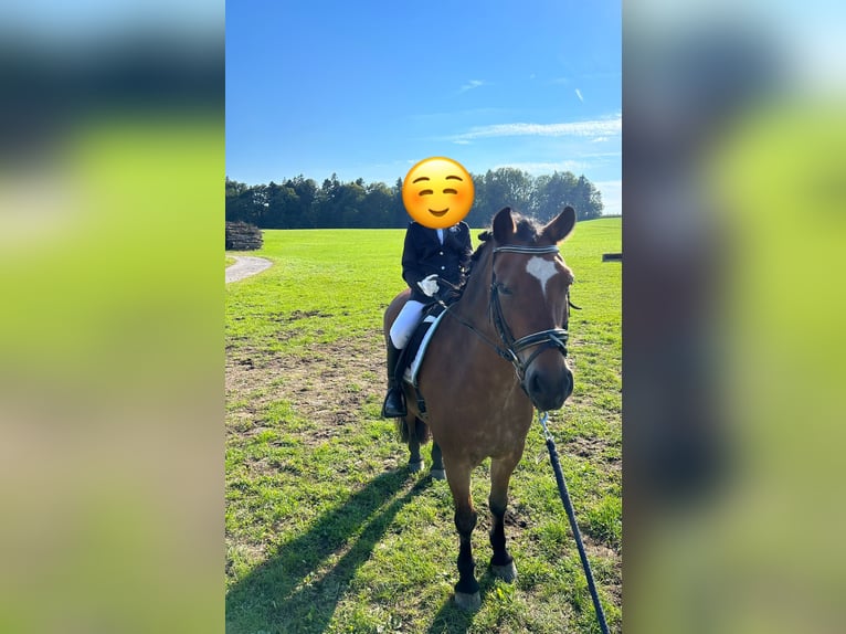 Noriker Mix Gelding 10 years 13,2 hh Brown in Seekirchen am Wallersee