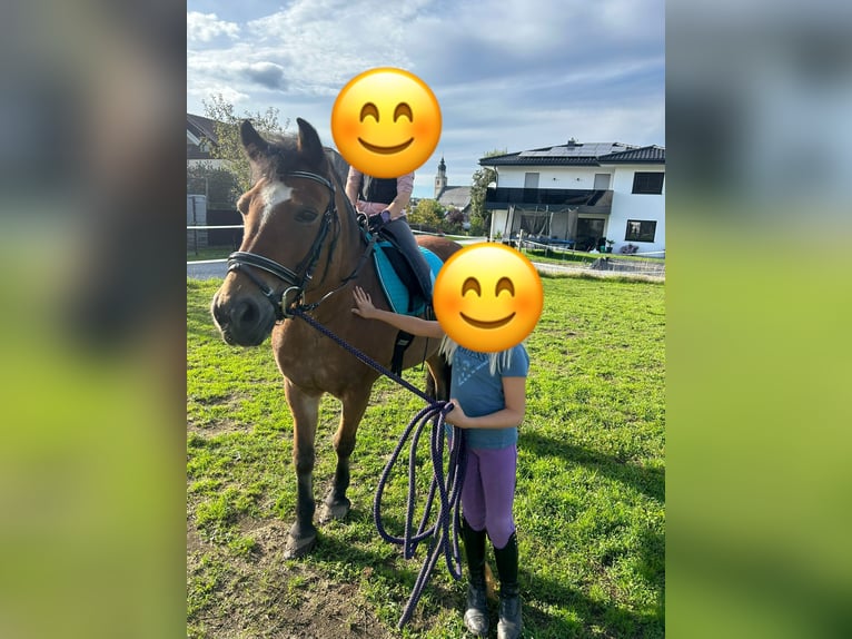 Noriker Mix Gelding 10 years 13,2 hh Brown in Seekirchen am Wallersee