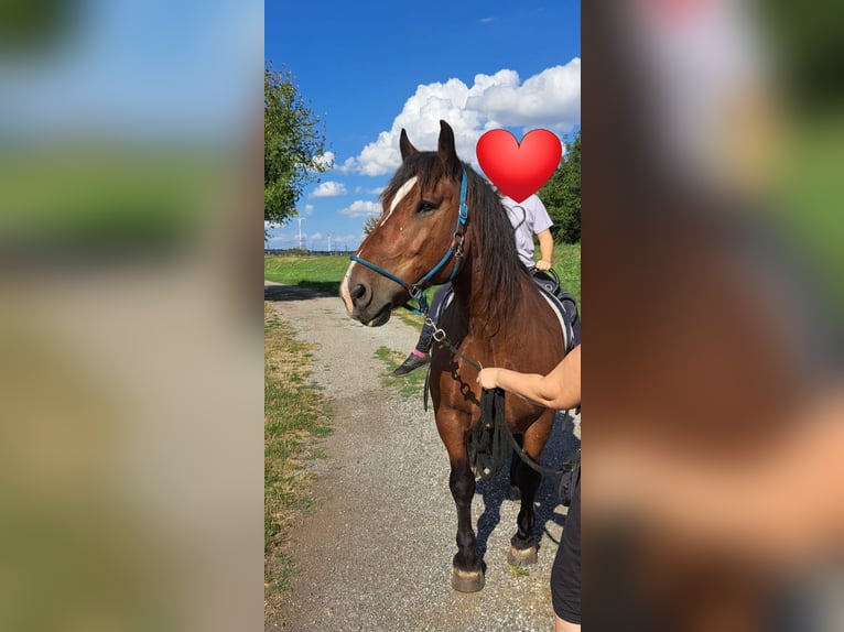 Noriker Gelding 10 years 15,3 hh Brown in Sarasdorf an der Leitha