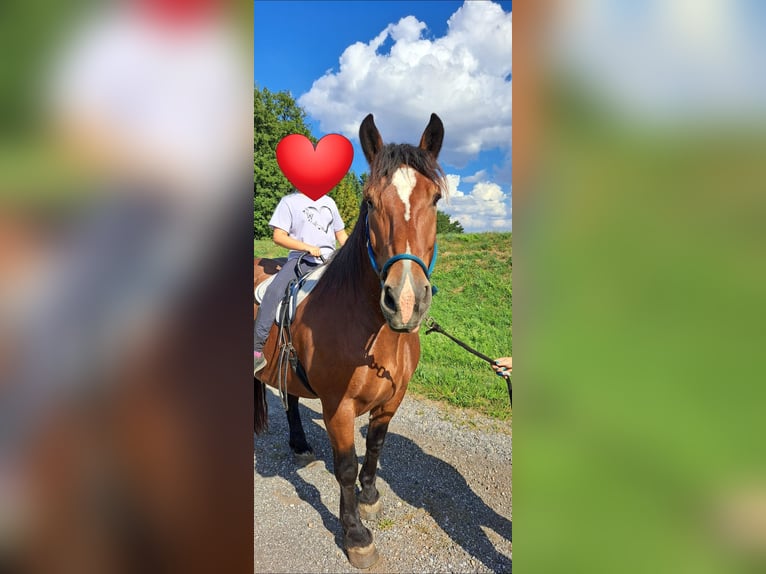 Noriker Gelding 10 years 15,3 hh Brown in Sarasdorf an der Leitha