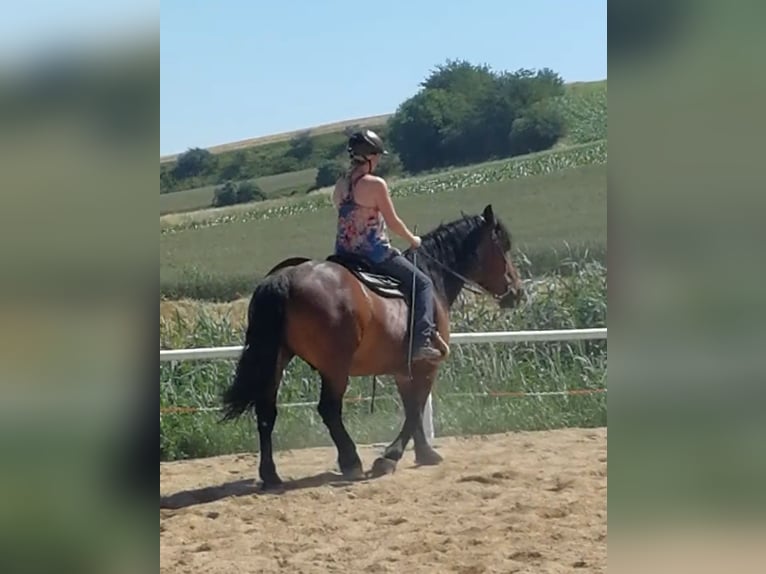 Noriker Gelding 10 years 15,3 hh Brown in Sarasdorf an der Leitha