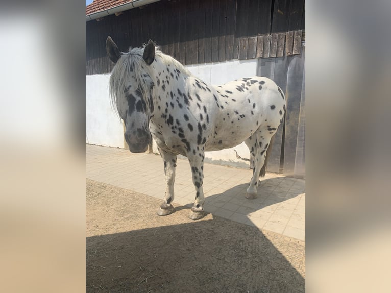 Noriker Gelding 10 years 15.3 hh Leopard-Piebald in Hohenfels