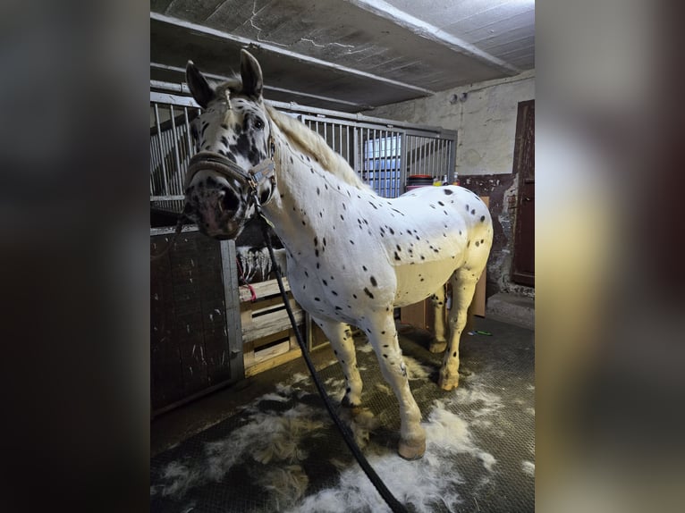 Noriker Gelding 10 years 15,3 hh Leopard-Piebald in N&#xF6;rten-Hardenberg