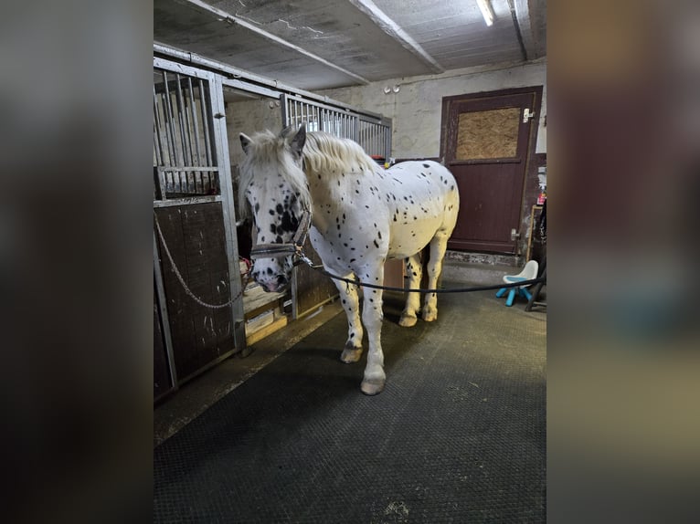 Noriker Gelding 10 years 15,3 hh Leopard-Piebald in N&#xF6;rten-Hardenberg