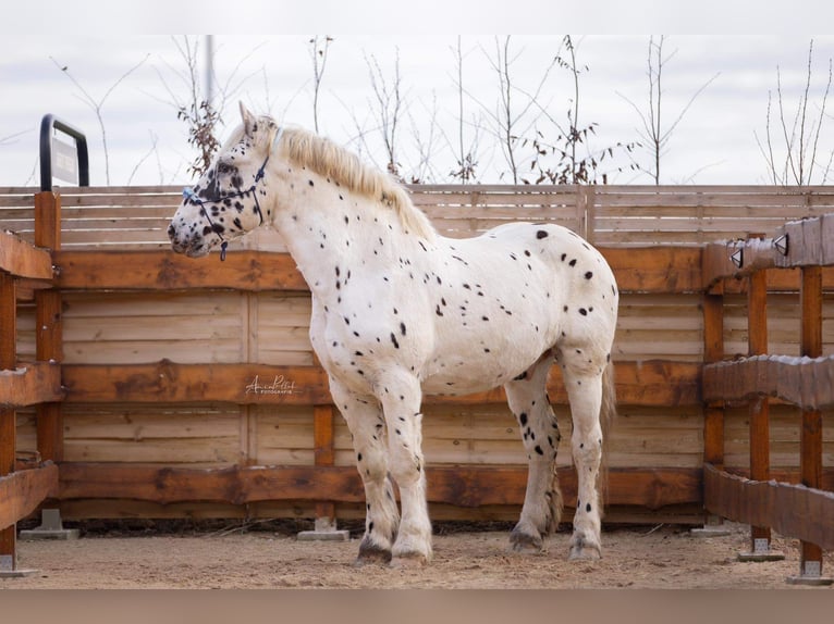 Noriker Gelding 10 years 15,3 hh Leopard-Piebald in N&#xF6;rten-Hardenberg