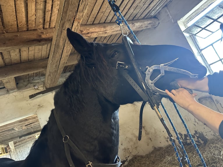 Noriker Gelding 10 years 15,2 hh Black in Hessisch Oldendorf