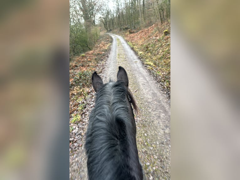 Noriker Gelding 10 years 15,2 hh Black in Hessisch Oldendorf