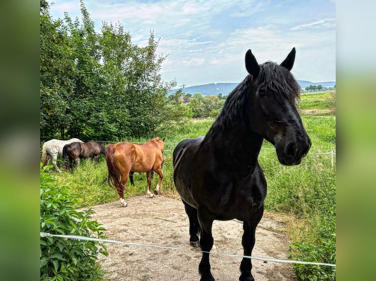 Noriker Gelding 10 years 15,2 hh Black in Hessisch Oldendorf