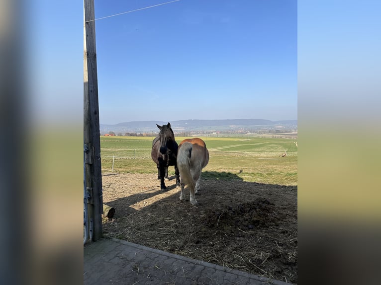 Noriker Gelding 10 years 15,2 hh Black in Hessisch Oldendorf