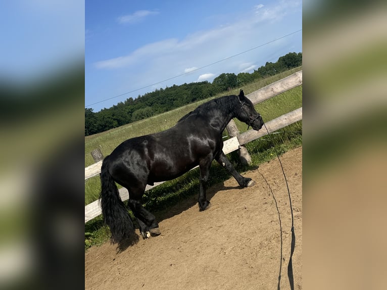 Noriker Gelding 10 years 15,2 hh Black in Hessisch Oldendorf