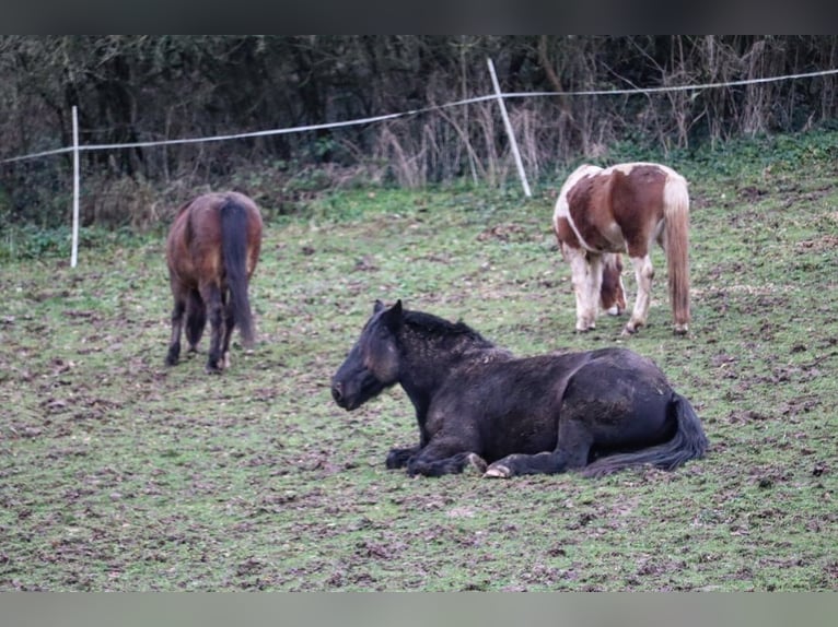 Noriker Gelding 10 years 15,2 hh Black in Hessisch Oldendorf