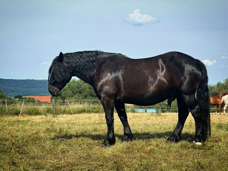 Noriker Gelding 10 years 15,2 hh Black in Hessisch Oldendorf
