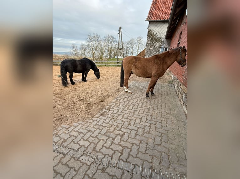 Noriker Gelding 10 years 15,2 hh Black in Hessisch Oldendorf